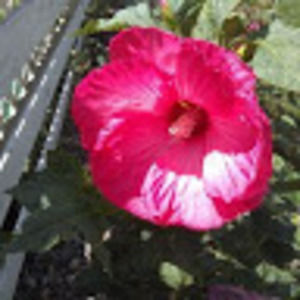 Meet your Posher, Janet